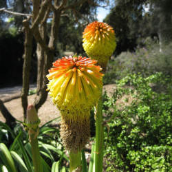 10 graines Kniphofia...