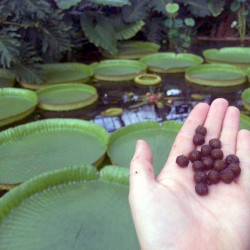 Le nénuphar géant ou la victoria d’Amazonie (Victoria amazonica) water lily fleur seeds graines