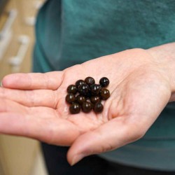 Victoria amazonica water lily fleur seeds graines