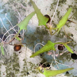 Victoria amazonica water lily fleur seeds graines germées