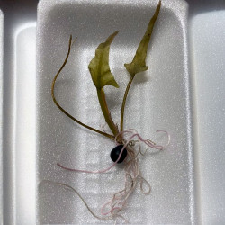 Victoria amazonica Nénuphar géant water lily fleur seeds graines germination