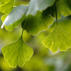 Ginkgo biloba, Arbre aux quarante écus, Arbre aux abricots d'argent, Salisburia adiantifolia, Pterophyllus salisburgiensis