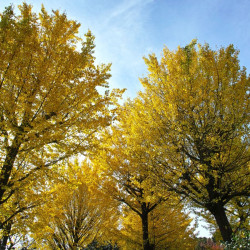 Ginkgo biloba, Arbre aux quarante écus, Arbre aux abricots d'argent, Salisburia adiantifolia, Pterophyllus salisburgiensis