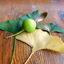 Ginkgo biloba, Arbre aux quarante écus, Arbre aux abricots d'argent, Salisburia adiantifolia, Pterophyllus salisburgiensis