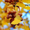 Ginkgo biloba, Arbre aux quarante écus, Arbre aux abricots d'argent, Salisburia adiantifolia, Pterophyllus salisburgiensis