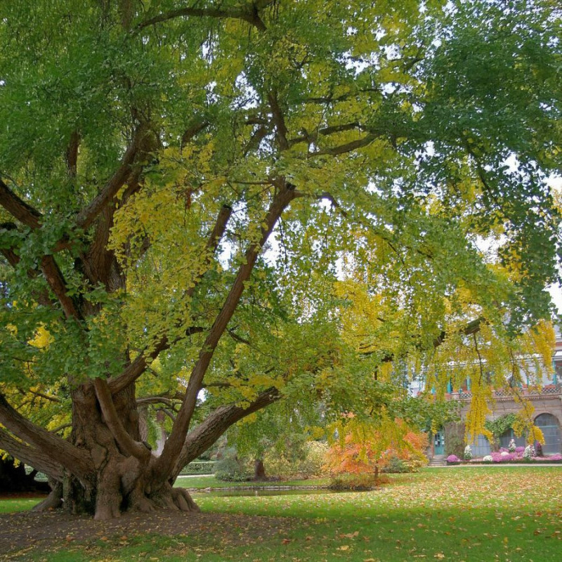 Ginkgo biloba, Arbre aux quarante écus, Arbre aux abricots d'argent, Salisburia adiantifolia, Pterophyllus salisburgiensis
