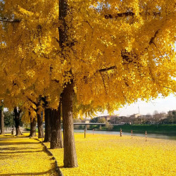 Ginkgo biloba, Arbre aux quarante écus, Arbre aux abricots d'argent, Salisburia adiantifolia, Pterophyllus salisburgiensis