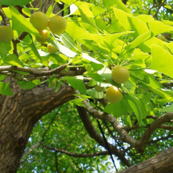 Ginkgo biloba, Arbre aux quarante écus, Arbre aux abricots d'argent, Salisburia adiantifolia, Pterophyllus salisburgiensis