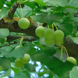 Ginkgo biloba, Arbre aux quarante écus, Arbre aux abricots d'argent, Salisburia adiantifolia, Pterophyllus salisburgiensis
