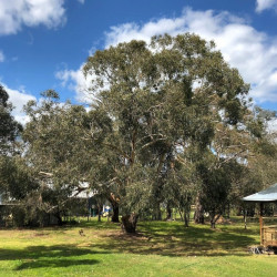 Eucalyptus ovata, Eucalyptus stuartiana, Eucalyptus ovale, Gommier noir, Gommier des marais, Swamp Gum, Myrtaceae