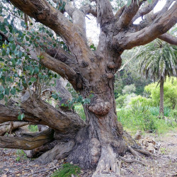 Eucalyptus ovata, Eucalyptus stuartiana, Eucalyptus ovale, Gommier noir, Gommier des marais, Swamp Gum, Myrtaceae