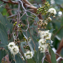 Eucalyptus ovata, Eucalyptus stuartiana, Eucalyptus ovale, Gommier noir, Gommier des marais, Swamp Gum, Myrtaceae
