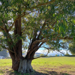 Eucalyptus ovata, Eucalyptus stuartiana, Eucalyptus ovale, Gommier noir, Gommier des marais, Swamp Gum, Myrtaceae