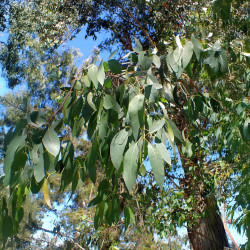 Eucalyptus ovata, Eucalyptus stuartiana, Eucalyptus ovale, Gommier noir, Gommier des marais, Swamp Gum, Myrtaceae