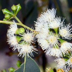 Eucalyptus ovata, Eucalyptus stuartiana, Eucalyptus ovale, Gommier noir, Gommier des marais, Swamp Gum, Myrtaceae