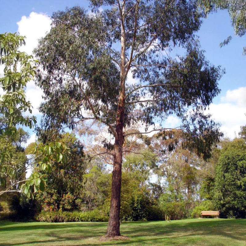 Eucalyptus ovata, Eucalyptus stuartiana, Eucalyptus ovale, Gommier noir, Gommier des marais, Swamp Gum, Myrtaceae