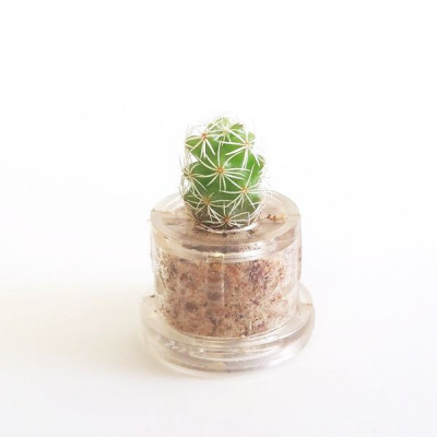 Babyplante Snow Cactus mini plante cactus