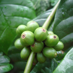 Coffea Canephora, Caféier Robusta, Robusta Coffee, Rubiales, Rubiaceae, graines, seeds