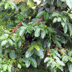 Coffea Canephora, Caféier Robusta, Robusta Coffee, Rubiales, Rubiaceae, graines, seeds
