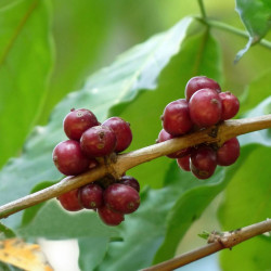 Coffea Canephora, Caféier Robusta, Robusta Coffee, Rubiales, Rubiaceae, graines, seeds