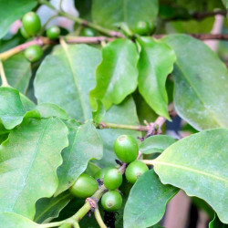 Coffea Canephora, Caféier Robusta, Robusta Coffee, Rubiales, Rubiaceae, graines, seeds