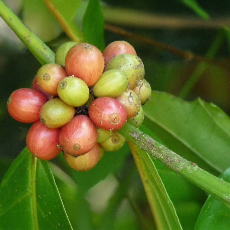 Coffea Canephora, Caféier Robusta, Robusta Coffee, Rubiales, Rubiaceae, graines, seeds