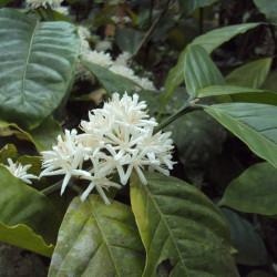 Coffea Canephora, Caféier Robusta, Robusta Coffee, Rubiales, Rubiaceae, graines, seeds