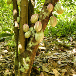 Cacaoyer, Cocoa, Cacao, Arbre à chocolat, chocolate tree, God’s tree, pyé kako, gwo kako, Theobroma, Sterculiaceae