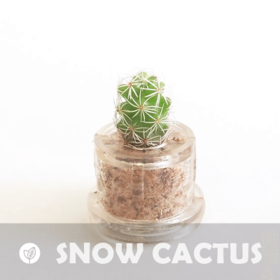 Babyplante Snow Cactus Mammillaria gracilis