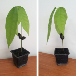 Plant Theobroma cacao, Cacaoyer, Cocoa, Arbre à chocolat, chocolate tree, God’s tree, Forastero, Sterculiaceae