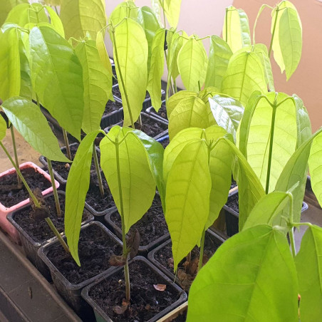 Plant Theobroma cacao, Cacaoyer, Cocoa, Arbre à chocolat, chocolate tree, God’s tree, Forastero, Sterculiaceae Plant Theobroma cacao, Cacaoyer, Cocoa, Arbre à chocolat, chocolate tree, God’s tree, Forastero, Sterculiaceae