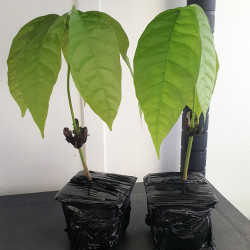 Plant Theobroma cacao, Cacaoyer, Cocoa, Arbre à chocolat, chocolate tree, God’s tree, Forastero, Sterculiaceae