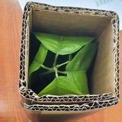 Plant Theobroma cacao Forastero prêt à envoyer colis, Cacaoyer, Cocoa, Arbre à chocolat, chocolate tree