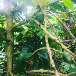 Coffea arabica var. Laurina, Bourbon Pointu, café Pointu, île de La Réunion, graines, seeds, cerises