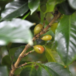 Coffea arabica var. Laurina, Bourbon Pointu, café Pointu, île de La Réunion, graines, seeds, cerises