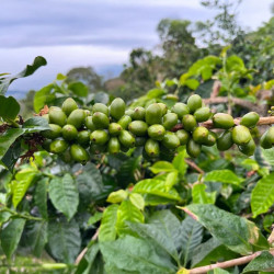 Coffea arabica var. Laurina, Bourbon Pointu, café Pointu, île de La Réunion, graines, seeds, cerises