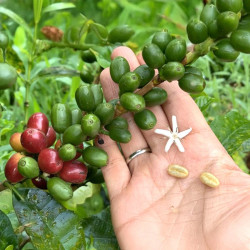 Coffea arabica var. Laurina, Bourbon Pointu, café Pointu, île de La Réunion, graines, seeds, cerises