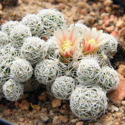 Cactus Mammillaria gracilis floraison - Cactus de dé à coudre