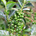 Coffea arabica var. Laurina, Bourbon Pointu, café Pointu, île de La Réunion, graines, seeds, cerises