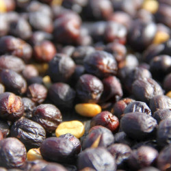 Coffea arabica var. Laurina, Bourbon Pointu, café Pointu, île de La Réunion, graines, seeds, cerises