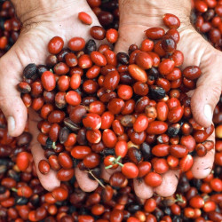 Coffea arabica var. Laurina, Bourbon Pointu, café Pointu, île de La Réunion, plant, plantes, cerises