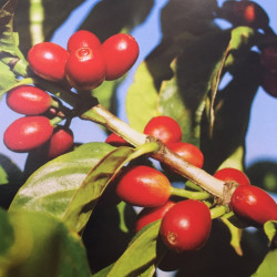 Coffea arabica var. Laurina, Bourbon Pointu, café Pointu, île de La Réunion, plant, plantes, cerises