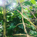 Coffea arabica var. Laurina, Bourbon Pointu, café Pointu, île de La Réunion, plant, plantes, cerises