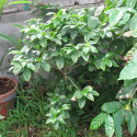 Coffea arabica var. Laurina, Bourbon Pointu, café Pointu, île de La Réunion, plant, plantes, cerises