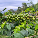 Coffea arabica var. Laurina, Bourbon Pointu, café Pointu, île de La Réunion, plant, plantes, cerises