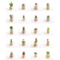 Babyplante CHANCE sélectionnée au hasard parmi les variétés en stock - mini plante cactus petite succulente porte clé pet tree
