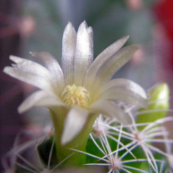 Cactus Mammillaria gracilis fleur