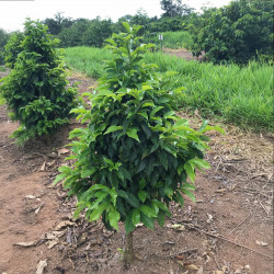 Coffea arabica var. Laurina, Bourbon Pointu, café Pointu, île de La Réunion, plant, plantes, cerises