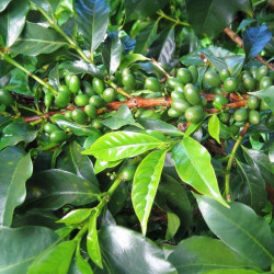 Coffea arabica var. Laurina, Bourbon Pointu, café Pointu, île de La Réunion, plant, plantes, cerises