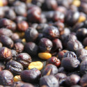 Coffea arabica var. Laurina, Bourbon Pointu, café Pointu, île de La Réunion, plant, plantes, cerises